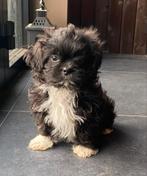 Leuke boomer pup reu, Parvo, 8 tot 15 weken, Eén hond, Nederland