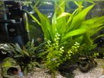 Baby platys, Dieren en Toebehoren, Vis