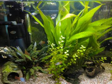 Baby platys  beschikbaar voor biedingen
