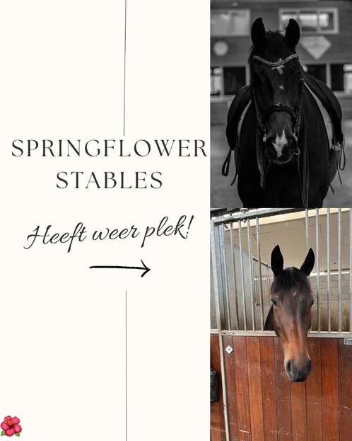 pensionstalling aangeboden regio Tilburg, Dieren en Toebehoren, Stalling en Weidegang, Stalling, 4 paarden of pony's of meer
