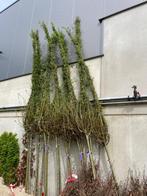 Wilg, Boom, Salix Alba, Schietwilg, bomen, Schietwilgen, Tuin en Terras, Planten | Bomen, Overige soorten, Ophalen, 100 tot 250 cm