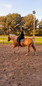 Serieuze bijrijder gezocht., Dieren en Toebehoren, Paarden en Pony's | Overige Paardenspullen, Ophalen, Nieuw