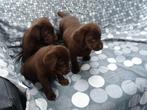 Te koop bijzonder mooie chocolade bruine labrador pups, Dieren en Toebehoren, Honden | Retrievers, Spaniëls en Waterhonden, Labrador retriever