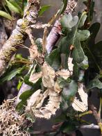 Eitjes flappentak psg9 (innisfail), Wandelende tak