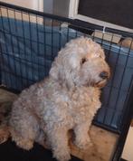 Huisje gezocht labradoodle Doodle maltipoo medium pup, Dieren en Toebehoren, Honden | Niet-rashonden, Rabiës (hondsdolheid), 15 weken tot 1 jaar