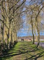 Plek vrij op paddock paradise/ weidegang, Dieren en Toebehoren, Stalling en Weidegang, Weidegang