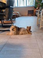 Ons laatste reutje pomeriaan/ dwergkees is beschikbaar, Dieren en Toebehoren, Honden | Poolhonden, Keeshonden en Oertypen, Nederland