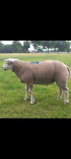 Engelse Texelaar Dekrammen, Dieren en Toebehoren, Mannelijk, Schaap
