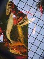 Vissen 30 stuks, Ophalen