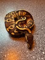 1.0 mojave DH ultramel hypo pos piebald ball phython, Dieren en Toebehoren, Reptielen en Amfibieën, Slang