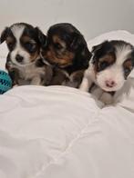 Lieve biewer/yorkshire terrier pups te koop, Dieren en Toebehoren, Honden | Jack Russells en Terriërs, Yorkshire Terriër, Rabiës (hondsdolheid)