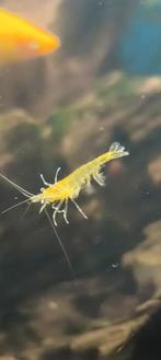 Gele Neocaridina garnalen in Hilversum, Dieren en Toebehoren, Vissen | Aquariumvissen, Vis, Zoetwatervis
