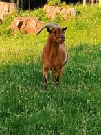 Dwerggeit bokje, Dieren en Toebehoren, Schapen, Geiten en Varkens, Mannelijk, Geit