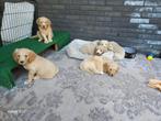 Labradoodle pups, 8 tot 15 weken, CDV (hondenziekte), Meerdere, Meerdere dieren