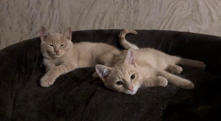 Kittens broer en zus mogen bijna weg!, Dieren en Toebehoren, Katten en Kittens | Dekkaters, 0 tot 2 jaar