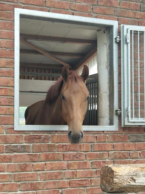 3jarige chique vosruin van Fürst Jazz, Dieren en Toebehoren, Paarden, Ruin, Zadelmak, 175 cm of meer, 3 tot 6 jaar, Dressuurpaard