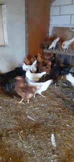 Jonge en oudere legkippen, Dieren en Toebehoren, Pluimvee, Vrouwelijk, Kip