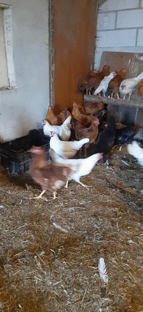 Jonge en oudere legkippen, Dieren en Toebehoren, Pluimvee, Kip, Vrouwelijk