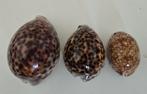 3 Cypraea schelpen, Verzamelen, Mineralen en Fossielen, Ophalen of Verzenden, Schelp(en)