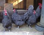 Prachtige Noord-Hollandse Blauwe kippen, Dieren en Toebehoren, Pluimvee, Kip