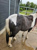 Scheren paarden en pony's