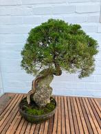 Bonsai juniperus itoigawa, Tuin en Terras, Planten | Bomen, Ophalen