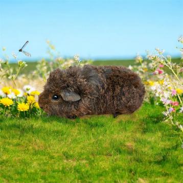 Goud agouti zeugje beschikbaar voor biedingen