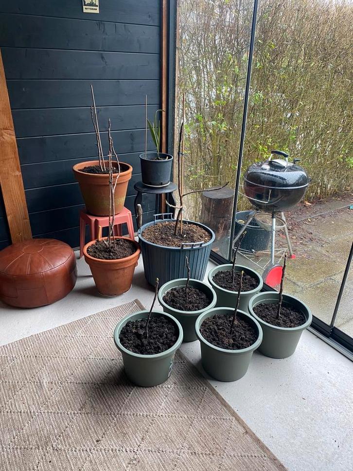 Vijg, Tuin en Terras, Planten | Bomen, Ophalen