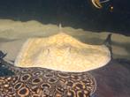 Potamotrygon sp. mantilla x pearl Albino, Vis
