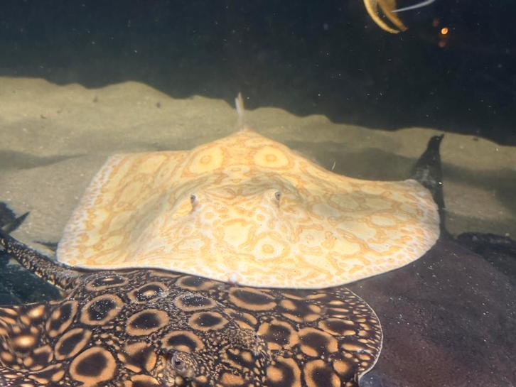 Potamotrygon sp. mantilla x pearl Albino, Dieren en Toebehoren, Vissen | Aquariumvissen, Vis