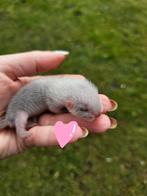 Fretten pups geboren half angora en angora, Dieren en Toebehoren, Meerdere dieren, Voor 1 juli 2024