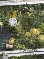 Zwartkopsijzen, Dieren en Toebehoren, Vogels | Overige Vogels, Meerdere dieren, Tropenvogel