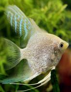 “ACTIE” MaanvisPinoy White Pearl skin -L- Zeldzaam!, Dieren en Toebehoren, Vissen | Aquariumvissen, Vis, Zoetwatervis, Schoolvis