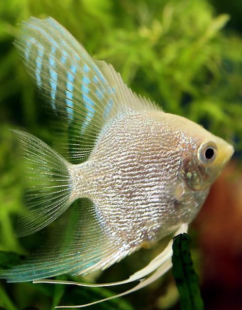“ACTIE” MaanvisPinoy White Pearl skin -L- Zeldzaam!, Dieren en Toebehoren, Vissen | Aquariumvissen, Zoetwatervis, Vis, Schoolvis