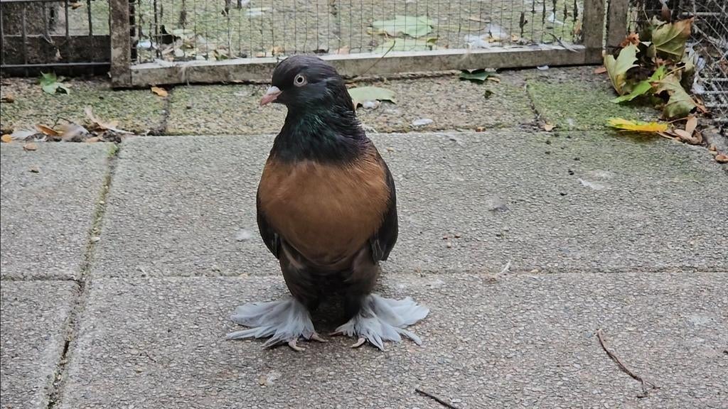 Takla miro duiven Te koop Alleen Serieus mensen mogen reager, Dieren en Toebehoren, Vogels | Duiven, Meerdere dieren, Postduif