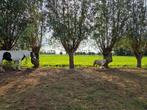 Stalling met weidegang voor pony, Dieren en Toebehoren, Stalling en Weidegang, Weidegang