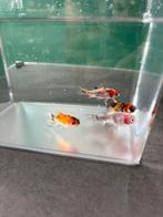 Goudvissen - gratis afhalen, Dieren en Toebehoren, Vis, Zoetwatervis