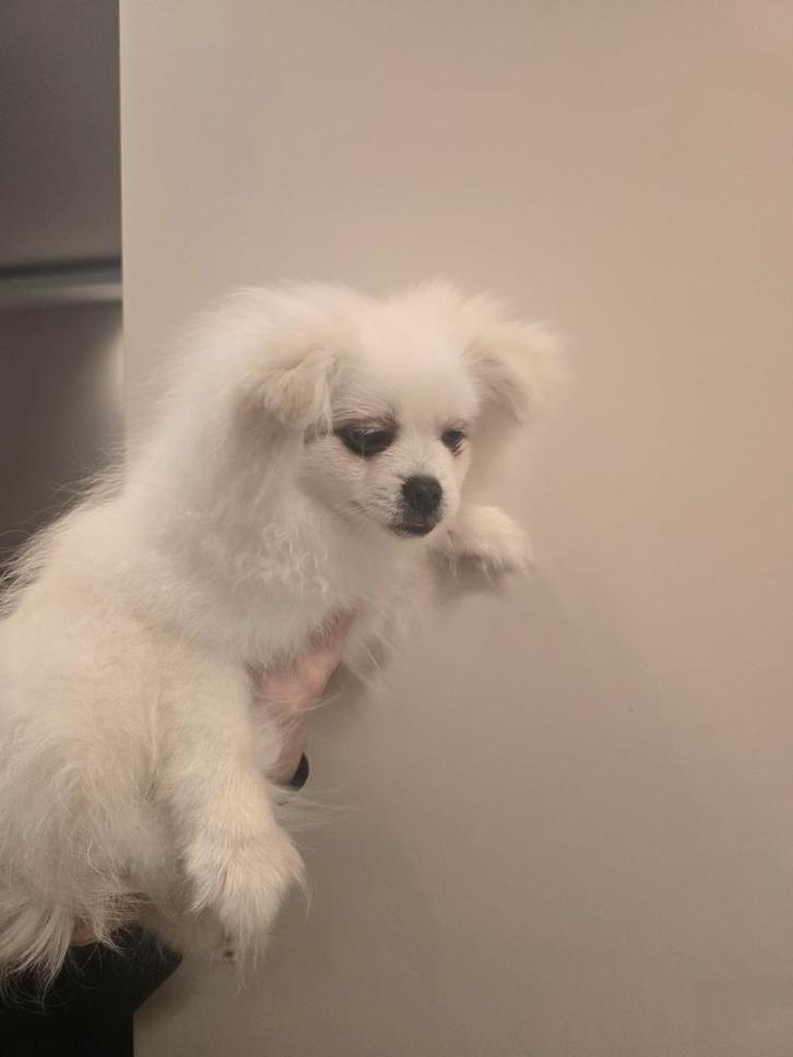 2 pups te koop, Dieren en Toebehoren, Honden | Chihuahua's en Gezelschapshonden, Meerdere dieren, Overige rassen, Particulier