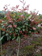 Photinia Fraseri Red Robin, Overige soorten, Minder dan 100 cm, Ophalen