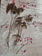 Rode Lotus, Ophalen, Nieuw, Plant(en), Steen of Hout