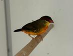 Goudbuikje - amandava subflava, Meerdere dieren, Tropenvogel, Geringd
