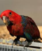 Tamme Baby Edel Papegaai, Dieren en Toebehoren, Vogels | Parkieten en Papegaaien, Vrouwelijk, Papegaai, Pratend