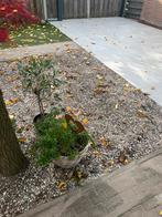 Boerengrind/Wit Grind - 5 Wasmanden, Tuin en Terras, Ophalen, Overige materialen, Gebruikt, Wit