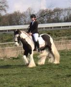 Bomproof allround E pony met potentie, Dieren en Toebehoren, Pony's, Ruin, L, E pony (1.48m - 1.57m), 7 tot 10 jaar