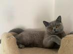 Prachtige lieve grijze Britse korthaar poes, Dieren en Toebehoren, Katten en Kittens | Raskatten | Korthaar, Poes, Gechipt, 0 tot 2 jaar