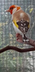 Putters Major, Dieren en Toebehoren, Vogels | Overige Vogels, Meerdere dieren, Wildzangvogel