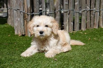 Prachtige medium Goldendoodle pups (reutjes) beschikbaar voor biedingen