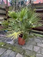 Chamaerops Humilis, Tuin en Terras, Planten | Tuinplanten, Volle zon, Vaste plant, Bloeit niet, Ophalen