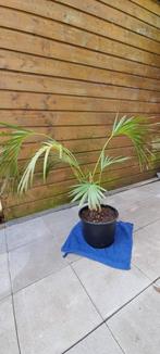 Palm (kamerplant), Ophalen, Overige soorten, Halfschaduw, Minder dan 100 cm