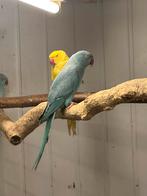 halsband parkieten, Dieren en Toebehoren, Meerdere dieren, Parkiet, Geringd